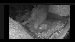 Ennis Great Horned Owlet #2