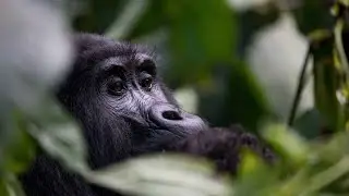 Gorilla Trekking in Uganda | Africa Odyssey