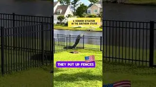 Common situation in South Carolina #crocodile #usa #america #nature #shortsvideo #shorts