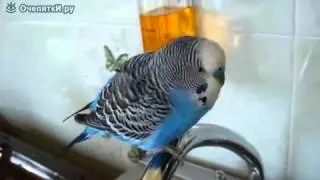 Кто чай не пьёт, тот чмо