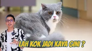 PERTAMA KALINYA SI SERABI DI BAWA KE SALON KUCING