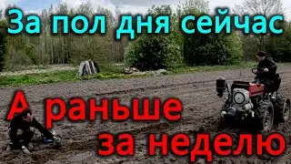 Посадили картошки больше, чем когда либо. Высадили помидоры в теплицу. Ане уже три года.