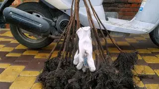 Саджанці фундука. Остання весняна відправка!!