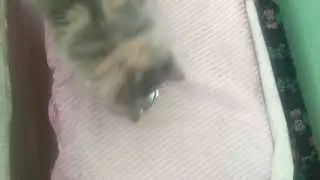 Cat Bella, mirror. Все девушки любят красоту, кошки не исключение))