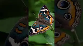 Paul Mauriat – Toccata.