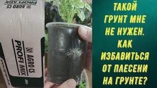 ТАКОЙ ГРУНТ МНЕ НЕ НУЖЕН.. КАК ИЗБАВИТЬСЯ ОТ ПЛЕСЕНИ НА ГРУНТЕ? СЕЮ ПЕТУНИЮ НА МАТОЧНИКИ.
