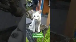 Si Ganteng sedang assyik main sendiri #triscamchannel #kucinglucu #kucing #cat #catlover