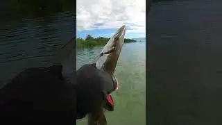 MGA GOOD SIZE NA BARRACUDA NAG SIPAG KAGATAN SUNOD SUNOD