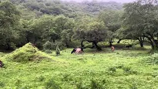 مراعي ظفار في موسم الخريف 🐄🍃 | جمال طبيعي وأجواء ريفية ساحرة