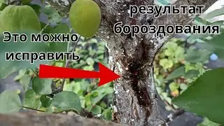 Результат бороздования - снижение растрескивания коры косточковых деревьев. 