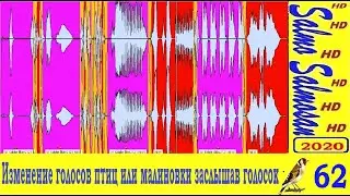 Ловля певчих птиц - Изменение голосов птиц или малиновки заслышав голосок.
