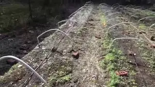 Setting up misting and irrigation for morel mushrooms - Morels 2019