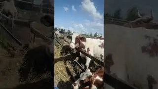 Авенсис ранчо
