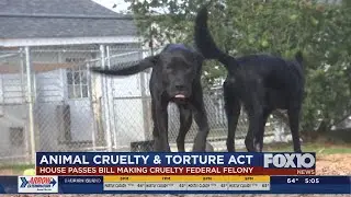Animal Cruelty and Torture Act, House passes bill making cruelty Felony
