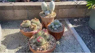 May 6, 2023 in My SoCal Succulent Garden