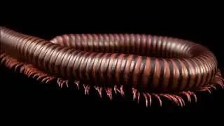 Сколопендра\scolopendra