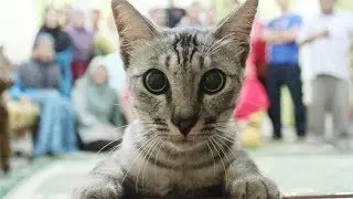 ЖИВОТНЫЕ Которые СЛУЧАЙНО ПОПАЛИ в КАДР!