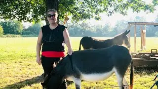 ROMANIAN RESCUE DONKEYS ARRIVE AT THE CHATEAU FARM #thechateaufarm #rescuedonkeys