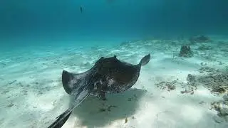 Snorkeling à Petite Terre 3 : Requins