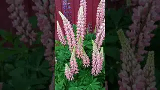 Великолепный люпин в моем цветнике.