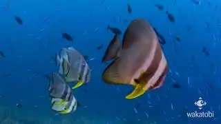 Wakatobi Resort. An experience without equal
