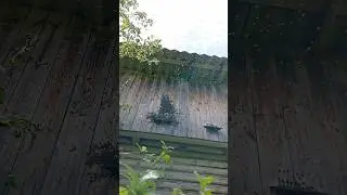 Как роятся пчелы 
