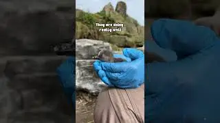 Baby Penguin chicks