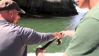 Lingcod