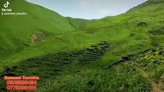 жайлоо