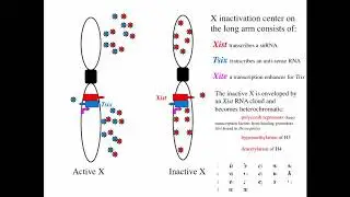 Cytogenetics I   Heterochromatin & Euchromatin