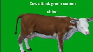 cow attack green screen video