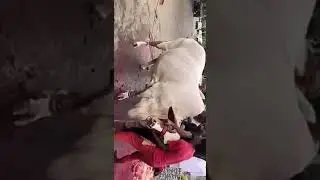 Qurbani of karachi biggest cow in 2018