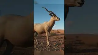 🧡 New Addax! | Planet Zoo Arid Animal Pack
