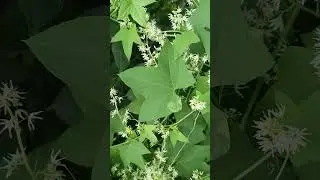 Не спутай с Хмелем!
