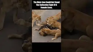 The Male Lion Could Not Stand The Collective Fight Of 6 Female Lions. 