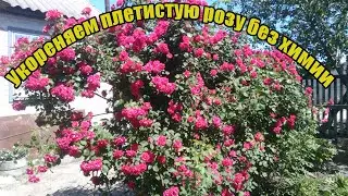 Укореняем плетистую розу