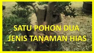 SATU POHON DUA JENIS TANAMAN HIAS