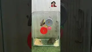 Rat Trap 88, Mouse trap with plastic jar 