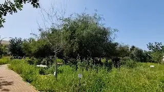 והעץ היה מאושר