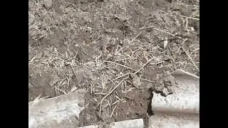 ужи варуют рыбу