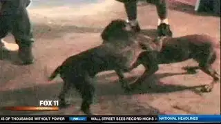 Illegal Animal Fights rising in LA, cock & Pit Bull fighting.  ;(