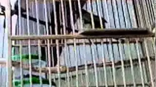 Kicauan Burung Kutilang Bukan Trilili