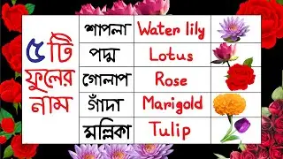 ফুলের নাম | Flowers Name with Picture in Bengali and English | বাচ্চাদের ৫ টি ফুলের নাম।