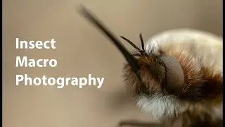 Insect Macro Photography in Early Spring with M.Zuiko 90mm macro  + homemade diffuser
