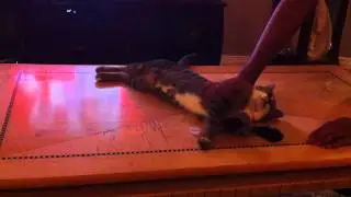 My cat playing fetch