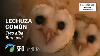 🦉 Lechuza común - INTERIOR  - 🔴 DIRECTO Parque Nacional de Cabañeros
