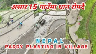 असार 15 गाउँमा धान रोपाइँ  #असार15, Paddy planting  traditional system  in Nepal village