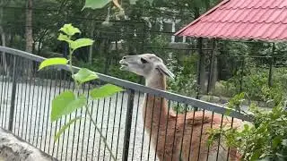 Теперь точно буду ходить к ламам с портретом Олега Зубкова!