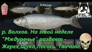 Russian Fishing 4. p. Volkhov. We catch Zherekh, Pike, Salmon.