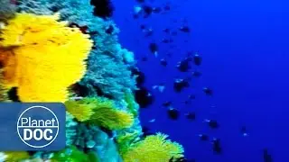 Indonesia. Coral Reef  | Tribes & Ethnic Groups